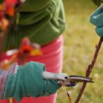 Przycinanie róż wczesną wiosną                                       – kiedy i jak to zrobić?