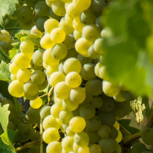 Winorośl JOHHANITER