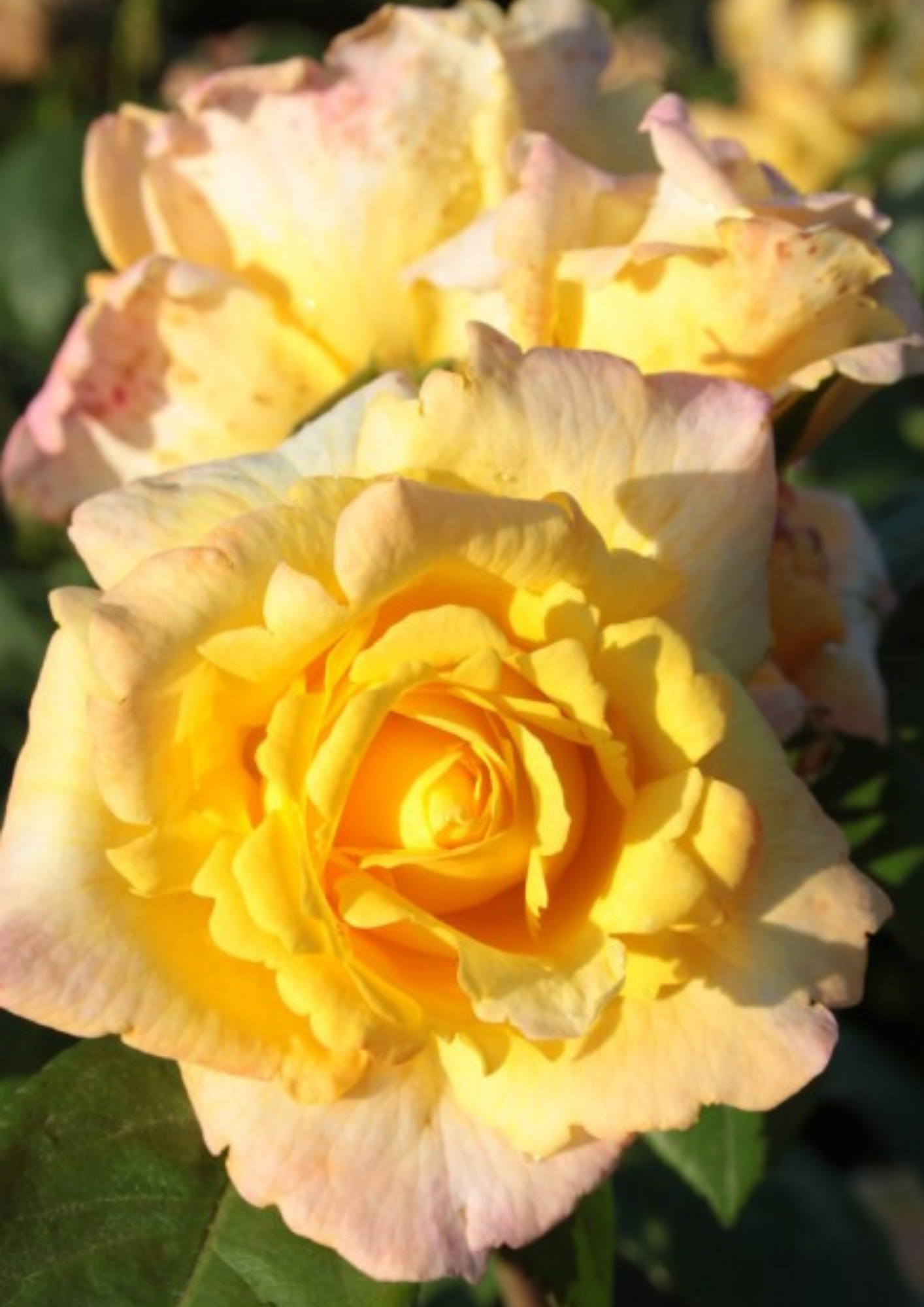 26